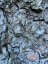Picture of BARK SCALES II
