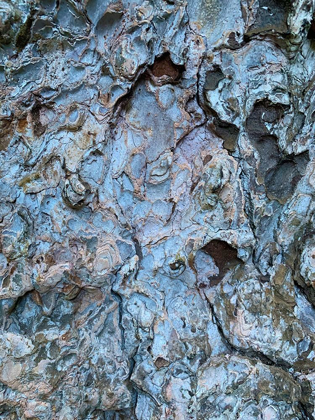 Picture of BARK SCALES III