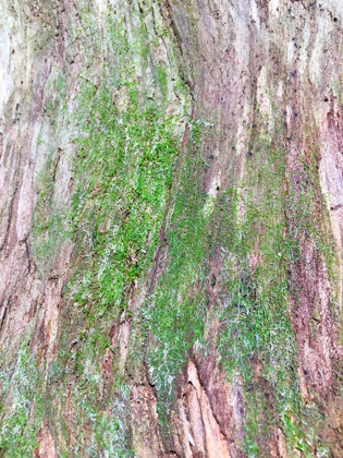 Picture of BARK AND MOSS II