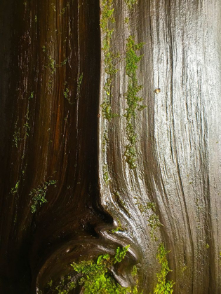 Picture of BARK AND MOSS IV