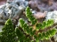 Picture of SMALL PLANT I