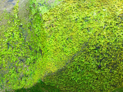 Picture of GREEN MOSS I
