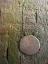 Picture of WOOD TEXTURE VIII