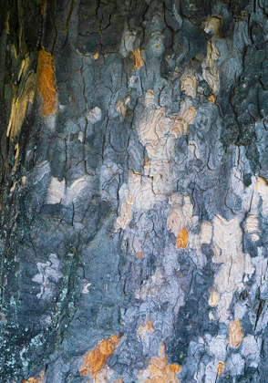 Picture of BARK SCALES IV