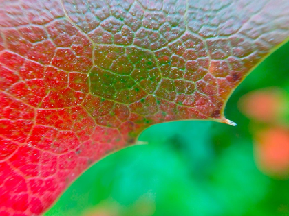 Picture of RED LEAF I