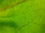 Picture of GREEN LEAF I