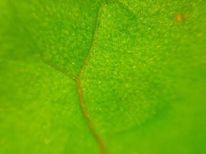 Picture of GREEN LEAF II