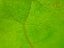 Picture of GREEN LEAF II