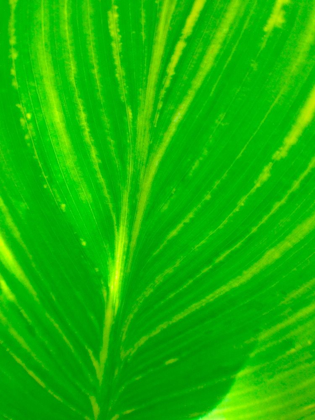 Picture of GREEN LEAF III