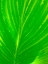 Picture of GREEN LEAF III