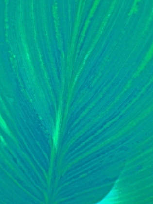 Picture of BLUE GREEN LEAF I