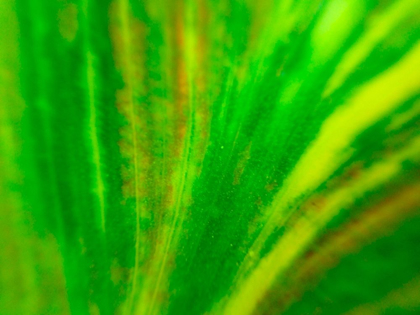 Picture of GREEN LEAF IV