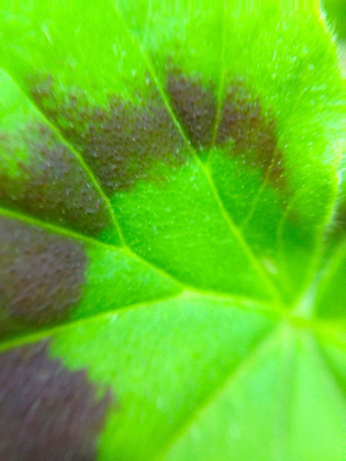 Picture of SPIRAL LEAF I