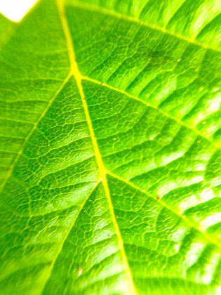 Picture of GREEN LEAF V