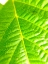 Picture of GREEN LEAF V
