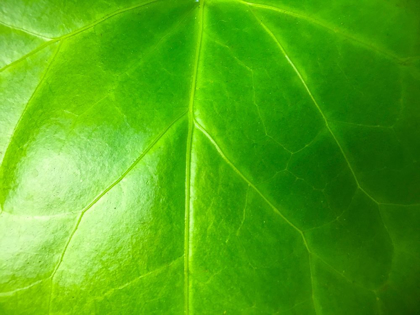 Picture of GREEN LEAF VI
