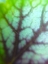 Picture of GREEN LEAF VIII
