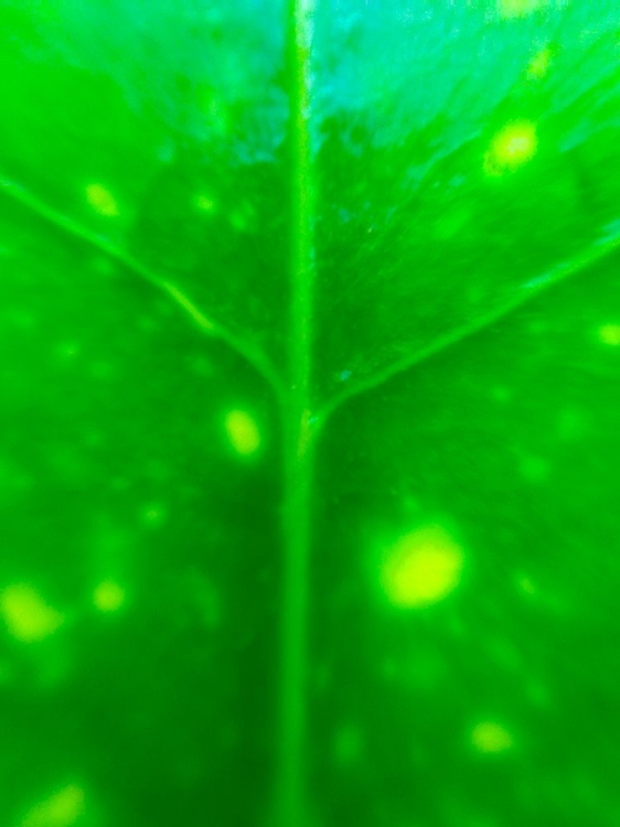 Picture of GREEN LEAF IX