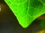 Picture of GREEN LEAF X