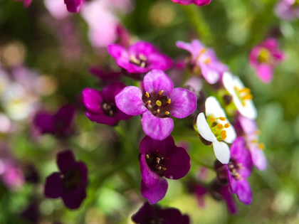 Picture of ALYSSUM I