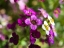 Picture of ALYSSUM I