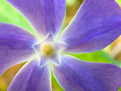 Picture of STAR FLOWER I