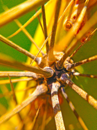 Picture of CACTUS SPIKES I