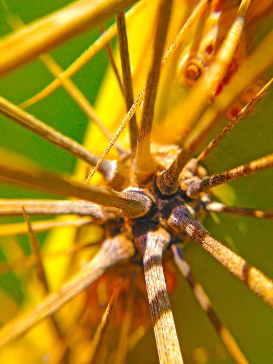 Picture of CACTUS SPIKES I