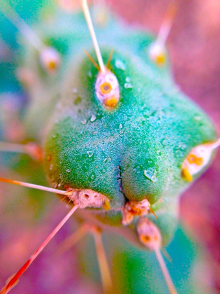 Picture of CACTUS SPIKES II