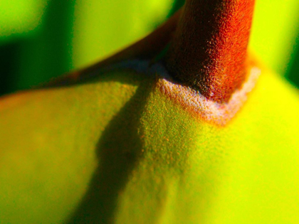 Picture of CACTUS SPIKES IV