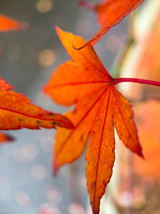 Picture of JAPANESE MAPLE II