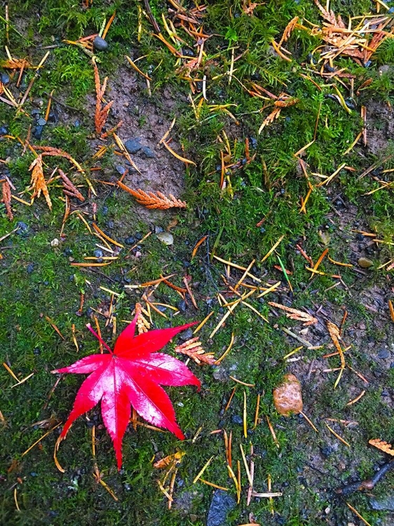 Picture of JAPANESE MAPLE III