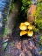 Picture of TINY MUSHROOM CLUSTER I