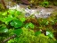 Picture of SMALLEST REDWOOD