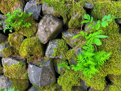 Picture of WALL GARDEN IV