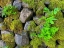 Picture of WALL GARDEN IV