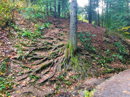 Picture of ROOT SYSTEM I