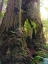 Picture of REDWOOD I