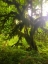 Picture of RAINFOREST I