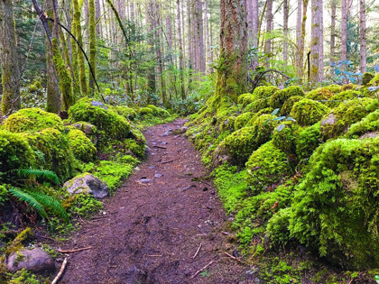 Picture of FOREST TRAIL I