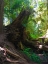 Picture of FOREST TRAIL III