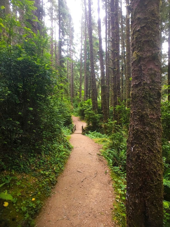 Picture of FOREST BRIDGE II