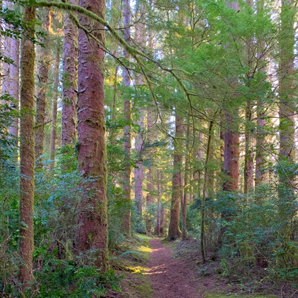 Picture of FOREST TRAIL IV