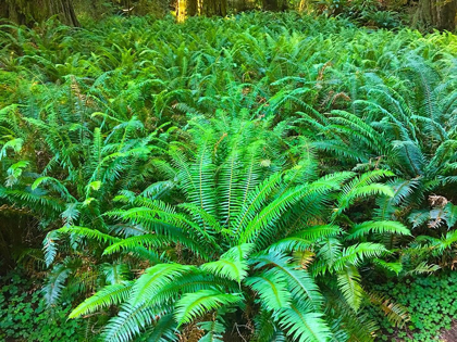Picture of FOREST FERNS I