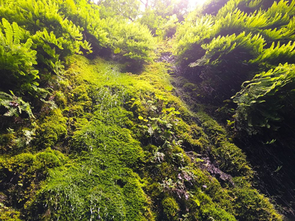 Picture of FERN VALLEY I