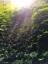 Picture of FERN VALLEY II