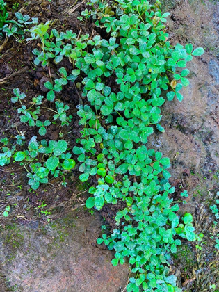 Picture of GROUND COVER I