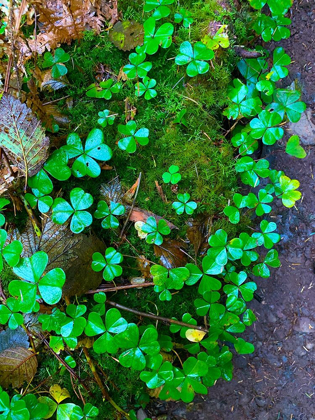 Picture of GROUND COVER II