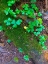 Picture of GROUND COVER III