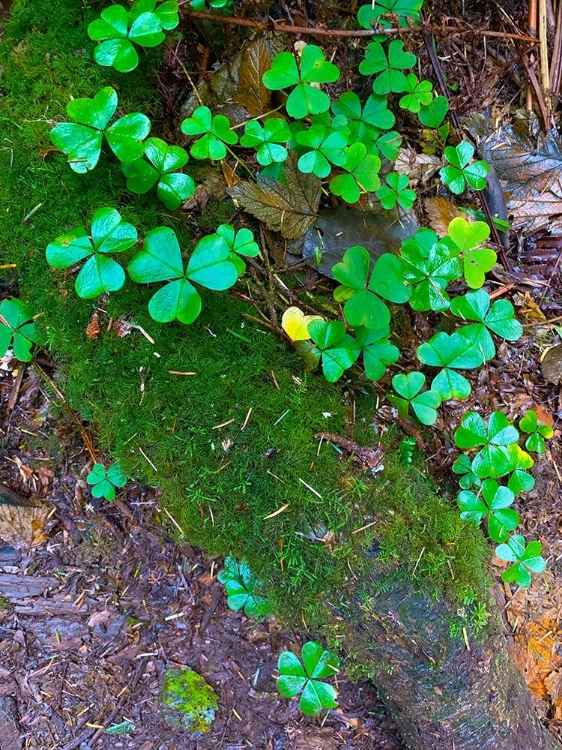 Picture of GROUND COVER III